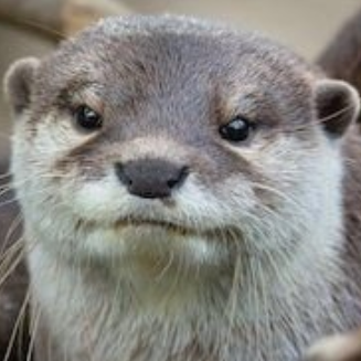 Loutre