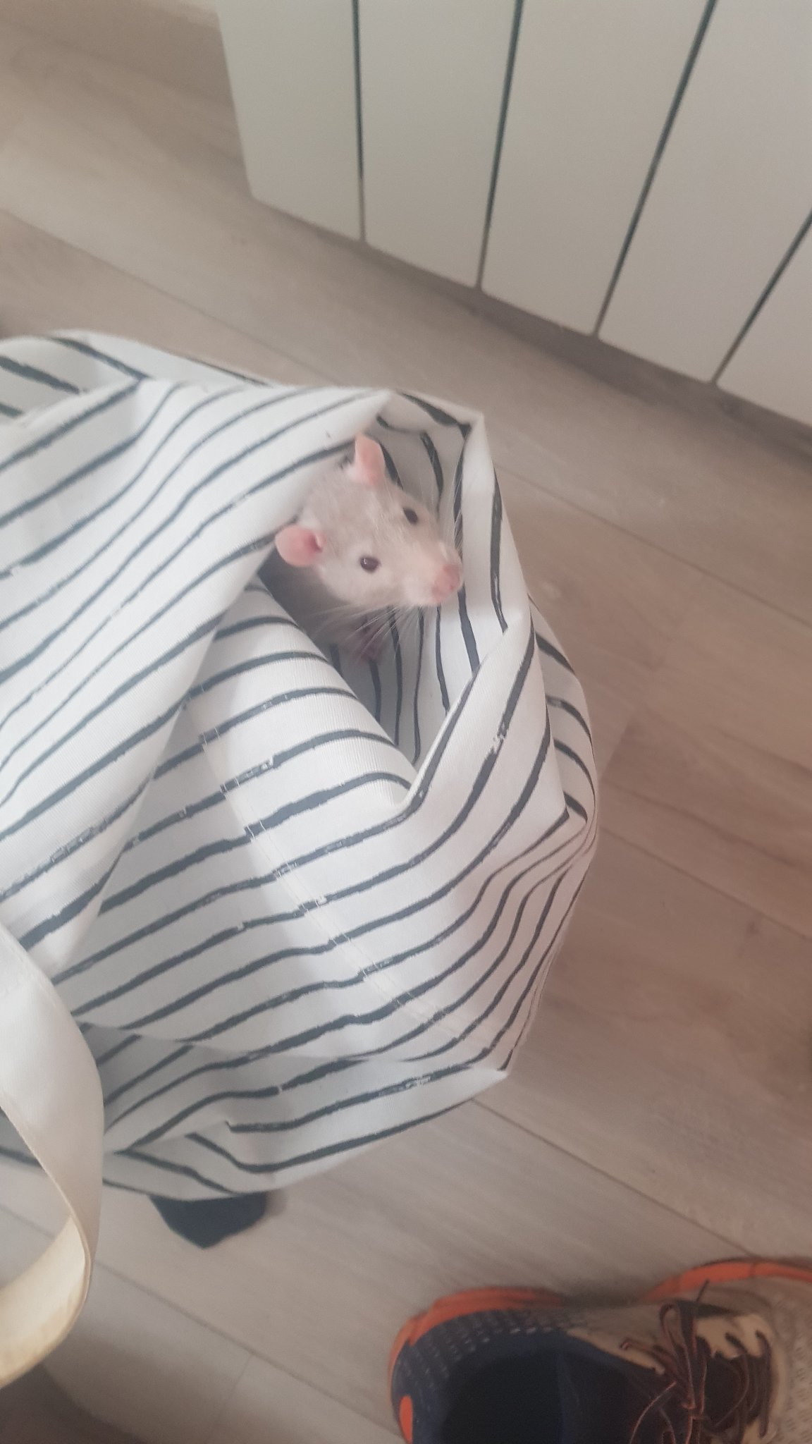 Tête de rat qui sort d'un sac de linge sale