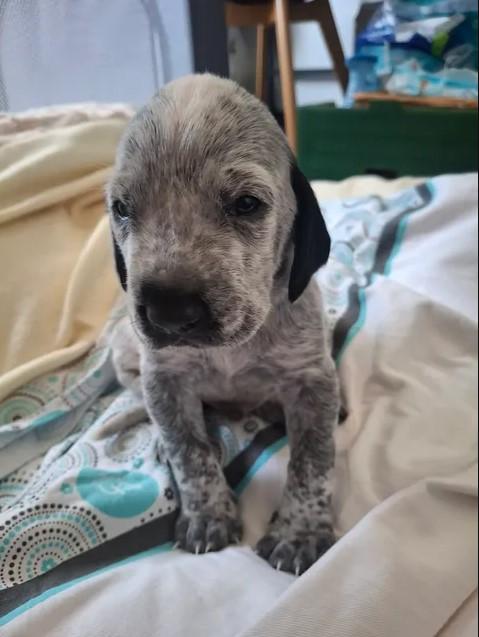 Un chiot de deux semaines assis sur un lit, les yeux ouverts. La truffe et les oreilles (larges et pendantes) sont noires, et le reste de son corps est, sur un fond blanc, couvert de petites taches grises irrégulières. Il est très mignon et a des petites pattes rondes et mignonnes. Un chiot de deux semaines assis sur un lit, les yeux ouverts. La truffe et les oreilles (larges et pendantes) sont noires, et le reste de son corps est, sur un fond blanc, couvert de petites taches grises irrégulières. Il est très mignon et a des petites pattes rondes et mignonnes.
