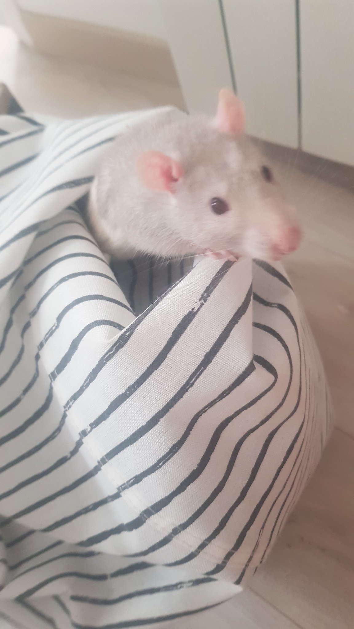 Rat qui sort d'un sac de linge sale