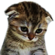 sadkitten