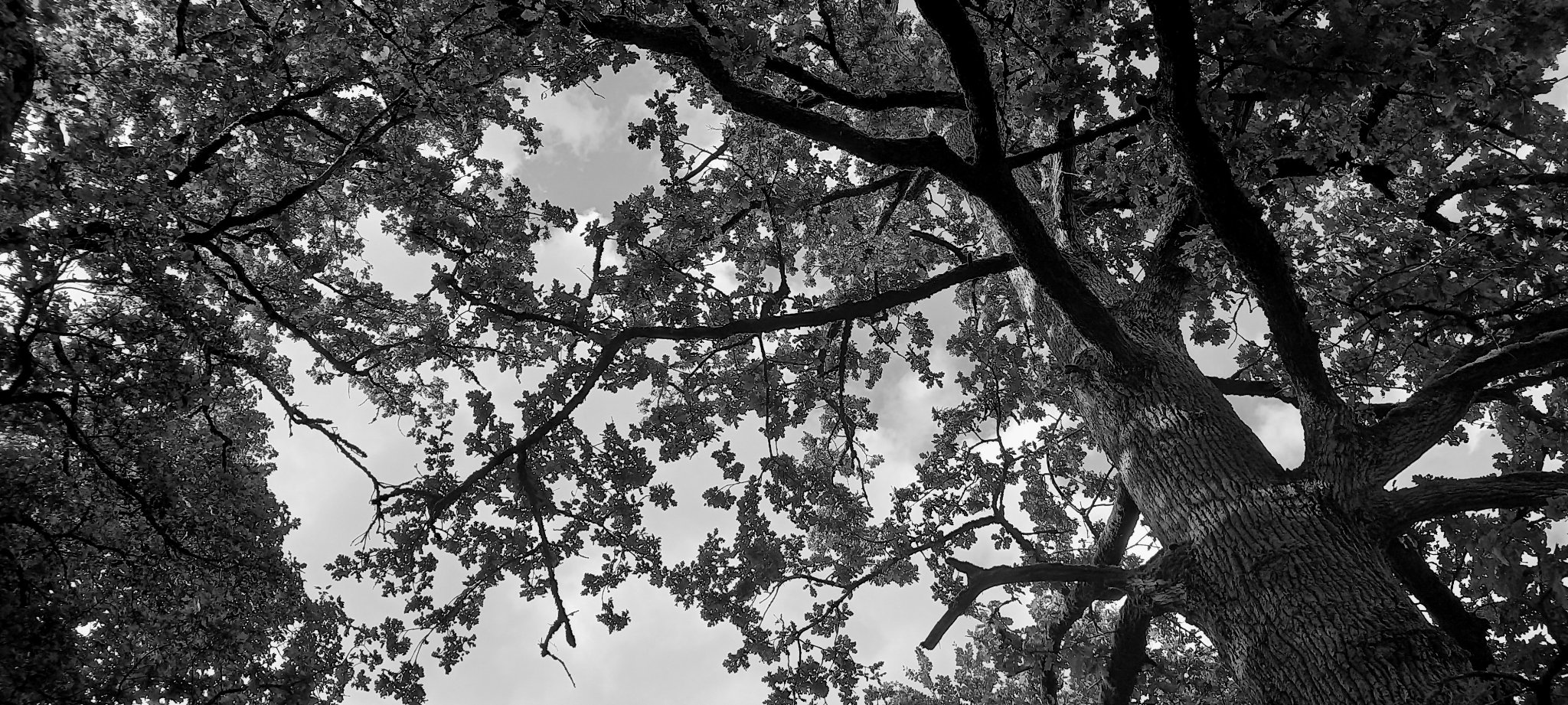 Black and white picture of oak trees, from below. Their branches and foliage stand out against the clear sky. Black and white picture of oak trees, from below. Their branches and foliage stand out against the clear sky.