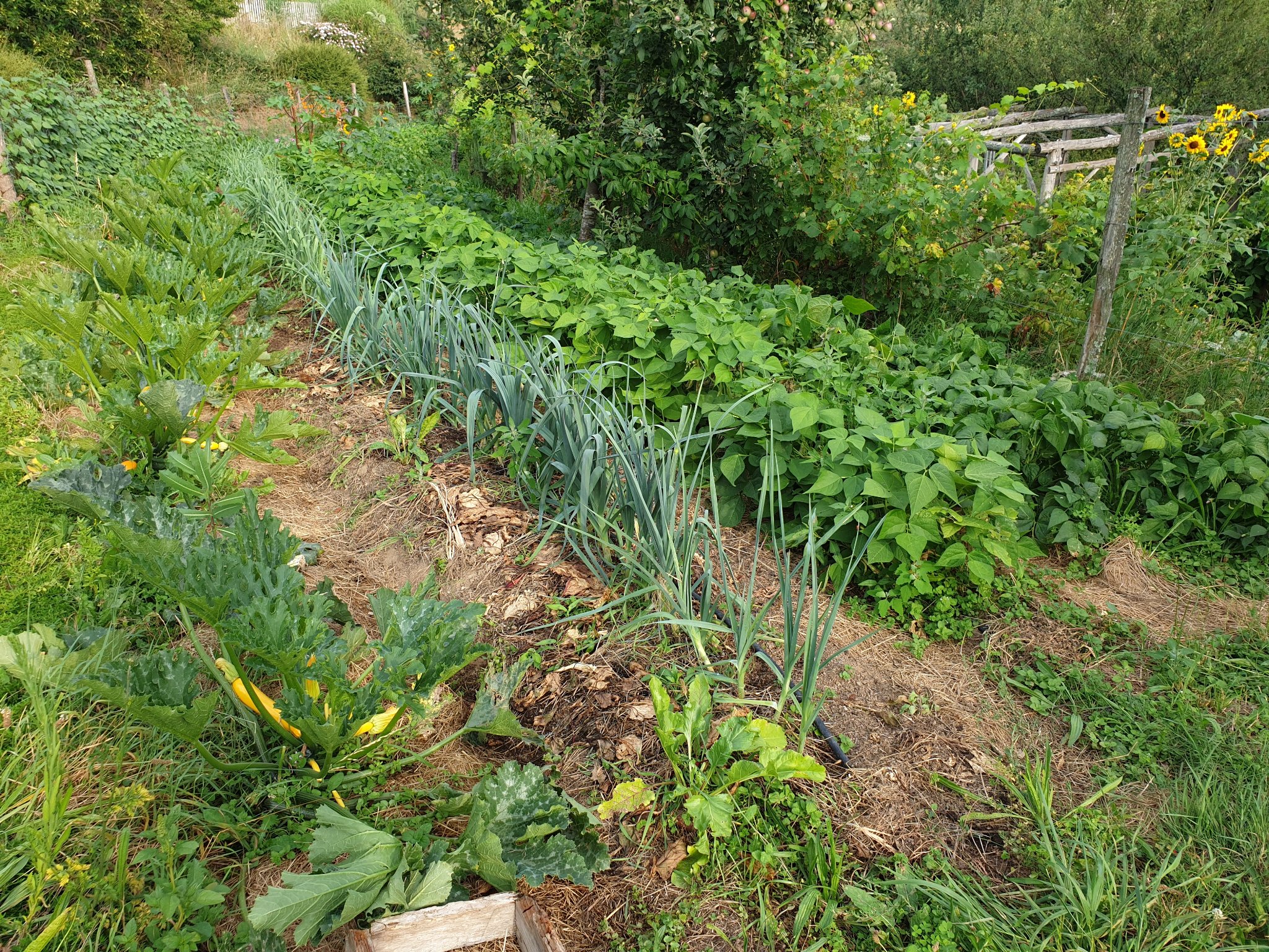 Photo d'une planche de culture dans une ferme. Elle est verdoyante, tonique.
On a de gauche à droite une rangée de courgettes, puis de poireaux, et des haricots. Elle est paillée et arrosée au goutte à goutte.
La planche est entourée d'arbres fruitiers. Photo d'une planche de culture dans une ferme. Elle est verdoyante, tonique.
On a de gauche à droite une rangée de courgettes, puis de poireaux, et des haricots. Elle est paillée et arrosée au goutte à goutte.
La planche est entourée d'arbres fruitiers.