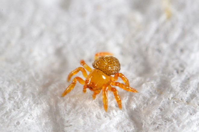 Cute spider hatchling coming out of its silkhenge cocoon. It is bright orange and tiny Cute spider hatchling coming out of its silkhenge cocoon. It is bright orange and tiny