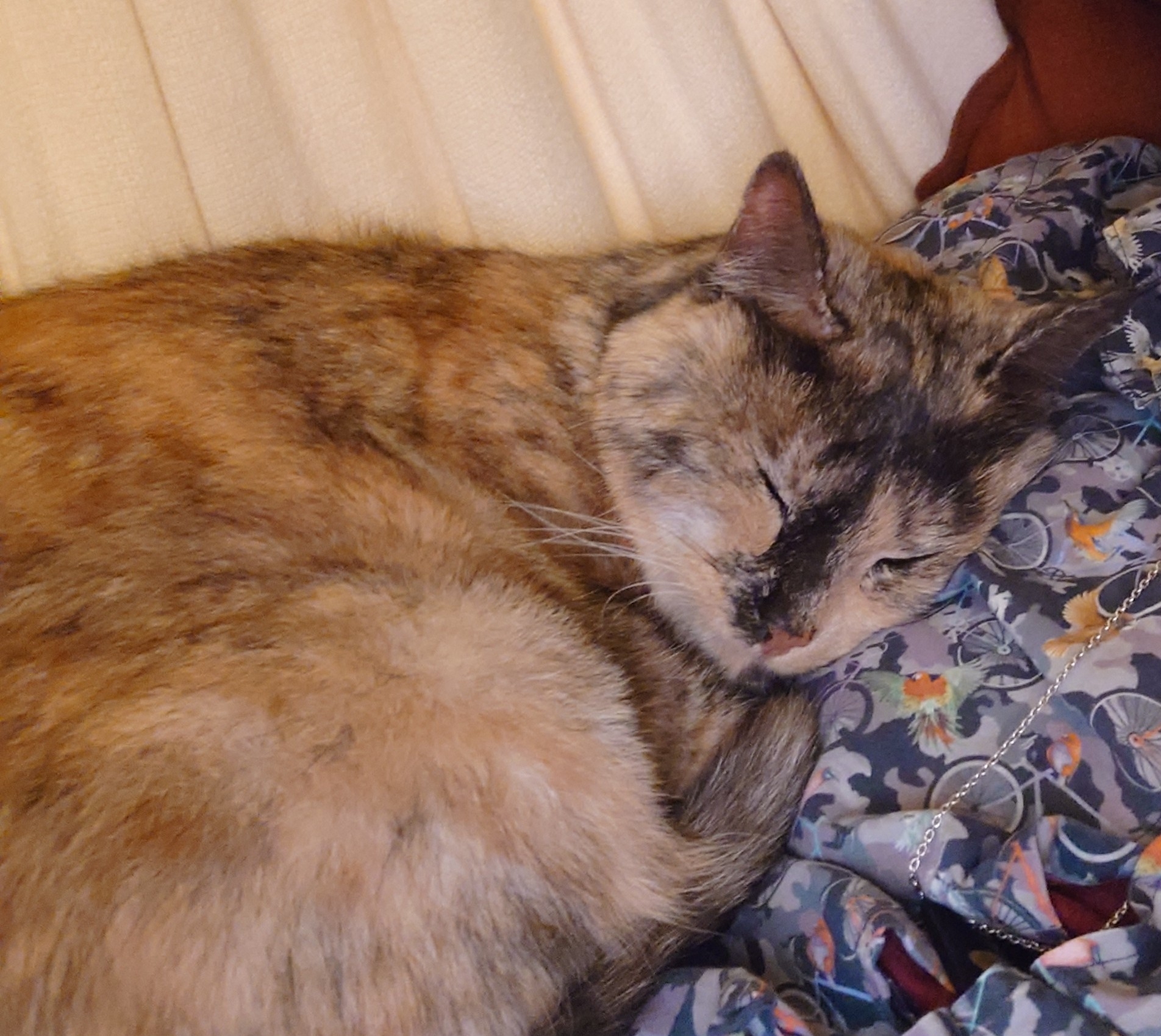 Repu comme une loutre, le chat fait la sieste bien au chaud blotti dans mes bras Repu comme une loutre, le chat fait la sieste bien au chaud blotti dans mes bras