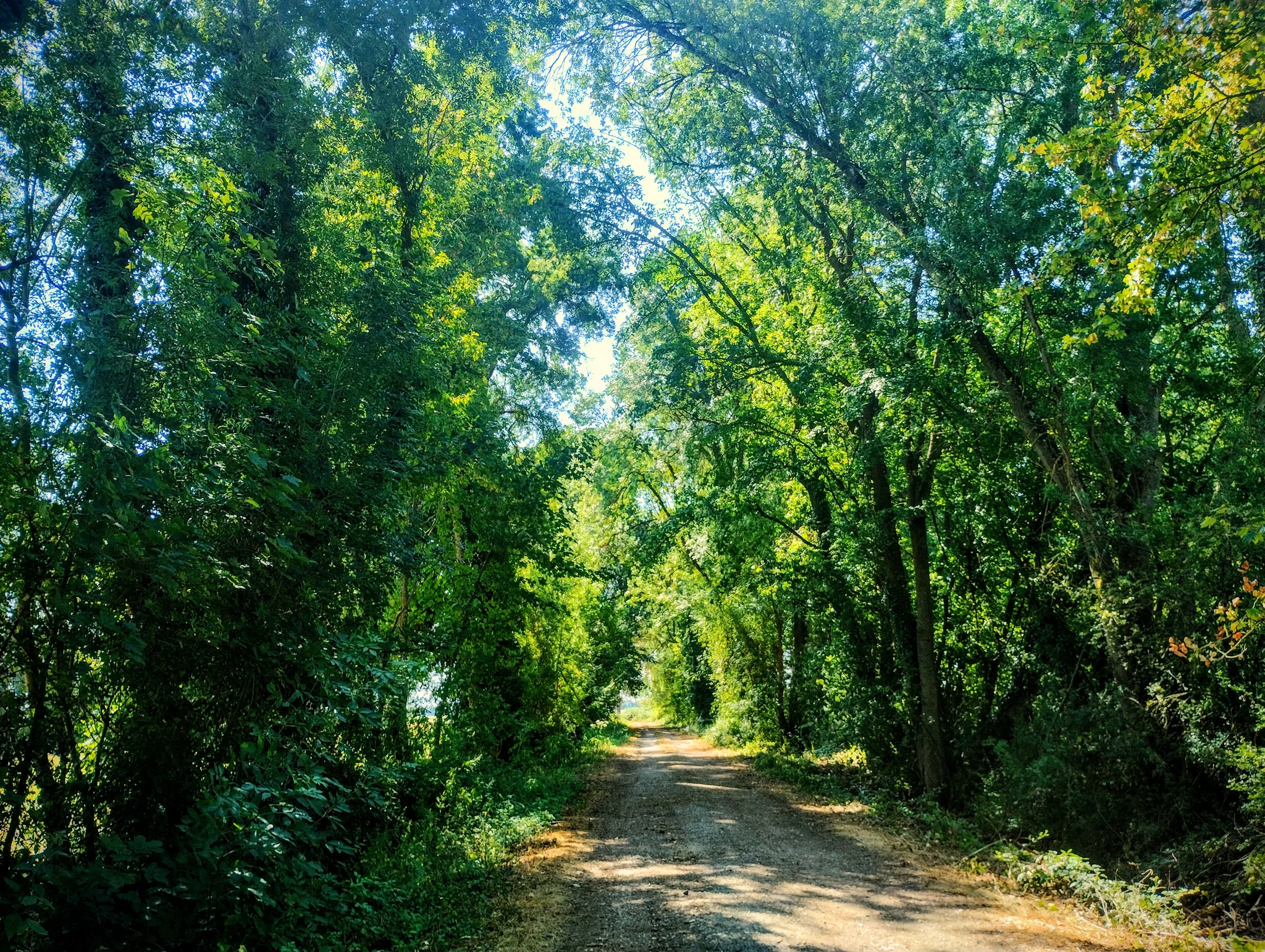 Chemin enserré d'arbres Chemin enserré d'arbres