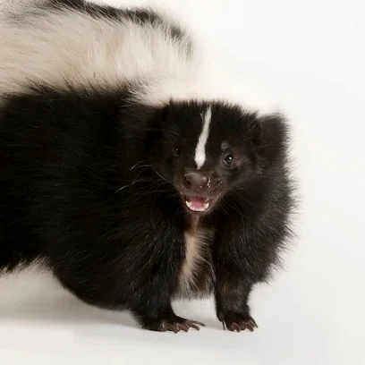 Skunk