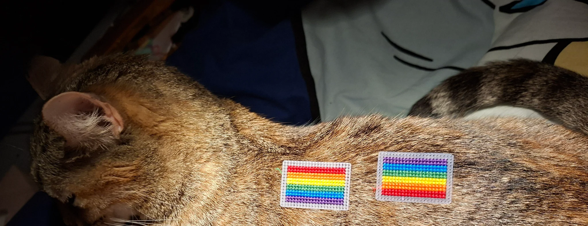 Deux petits drapeaux rainbow brodés, posés sur un chats gris Deux petits drapeaux rainbow brodés, posés sur un chats gris