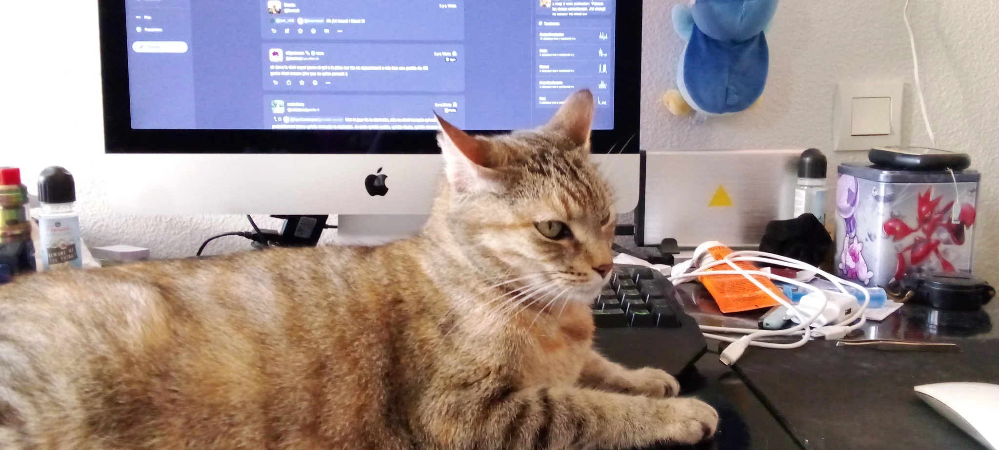Chatte tigrée rousse écailles de tortue posée devant mon iMac, rendant inaccessible mon clavier. A droite de l'écran, divers objets, comme du câble de charge usb, une boîte métallique cubique Pokémon, un boîtier de disque dur externe orné d'un triangle jaune, le Pokémon Tiplouf sur le mur, cartouches de liquide de vapoteuse Chatte tigrée rousse écailles de tortue posée devant mon iMac, rendant inaccessible mon clavier. A droite de l'écran, divers objets, comme du câble de charge usb, une boîte métallique cubique Pokémon, un boîtier de disque dur externe orné d'un triangle jaune, le Pokémon Tiplouf sur le mur, cartouches de liquide de vapoteuse