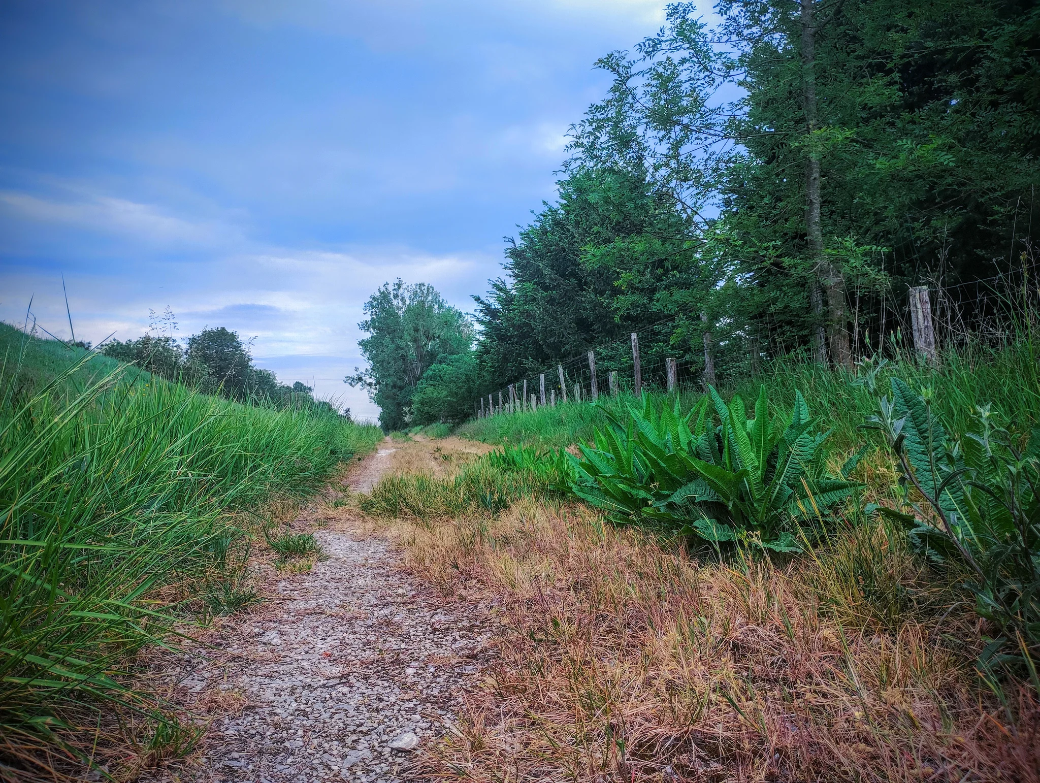 Chemin en contre bas, avec un ciel bleu et des arbres Chemin en contre bas, avec un ciel bleu et des arbres