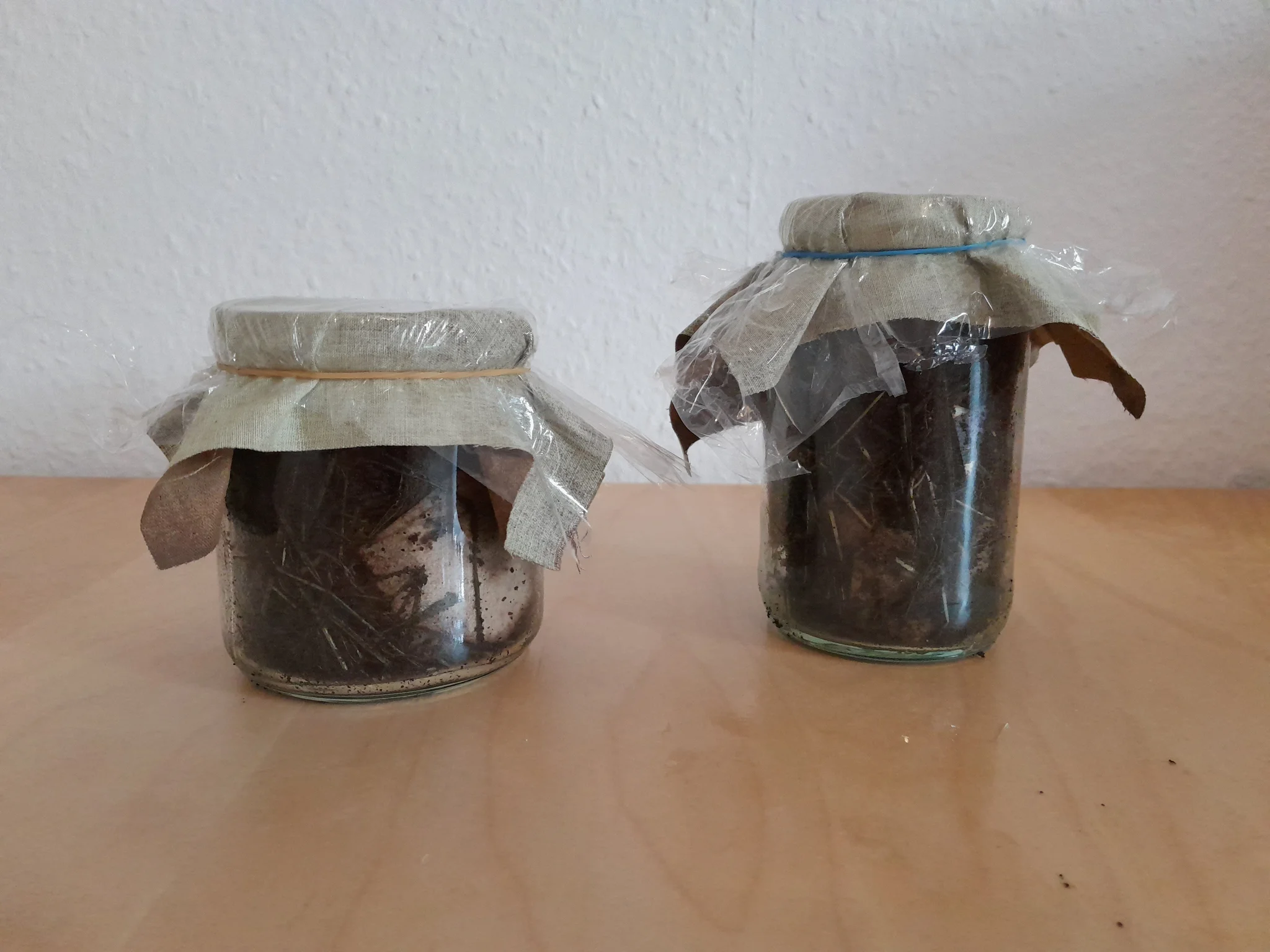 Deux bocaux fermés avec du tissu et du film alimentaire contenant du substrat brun foncé. On distingue quelques bouts de trucs aussi dedan. Deux bocaux fermés avec du tissu et du film alimentaire contenant du substrat brun foncé. On distingue quelques bouts de trucs aussi dedan.